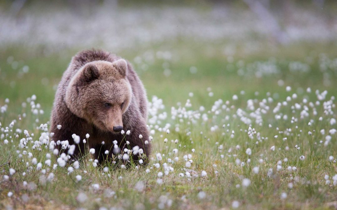bears of finland – a trip to dreamland