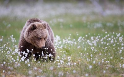 bears of finland – a trip to dreamland