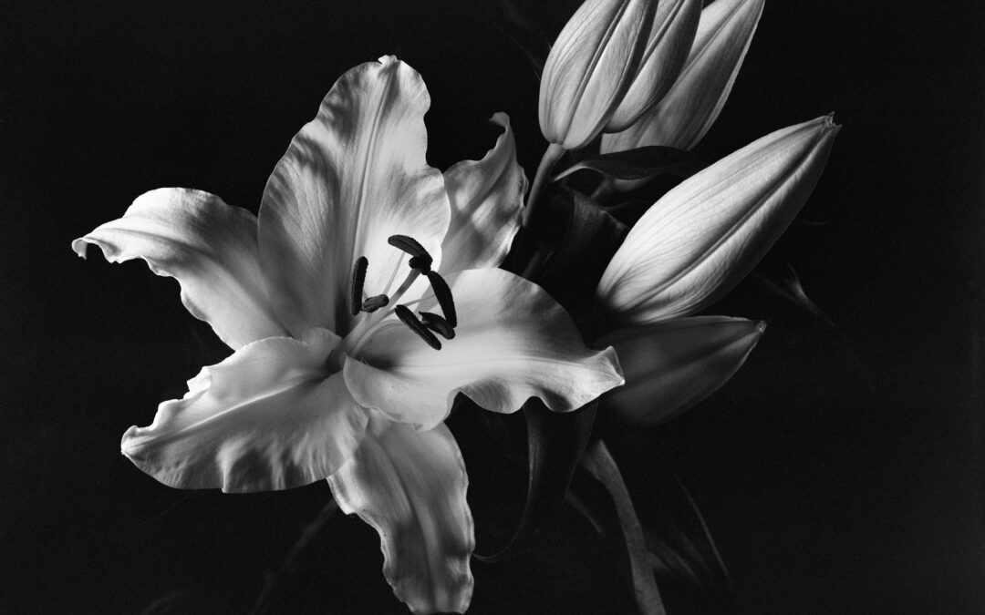Full Circle – Large Format and Lockdown