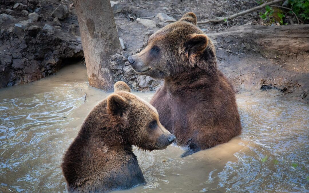 Pre(bear)ed for anything