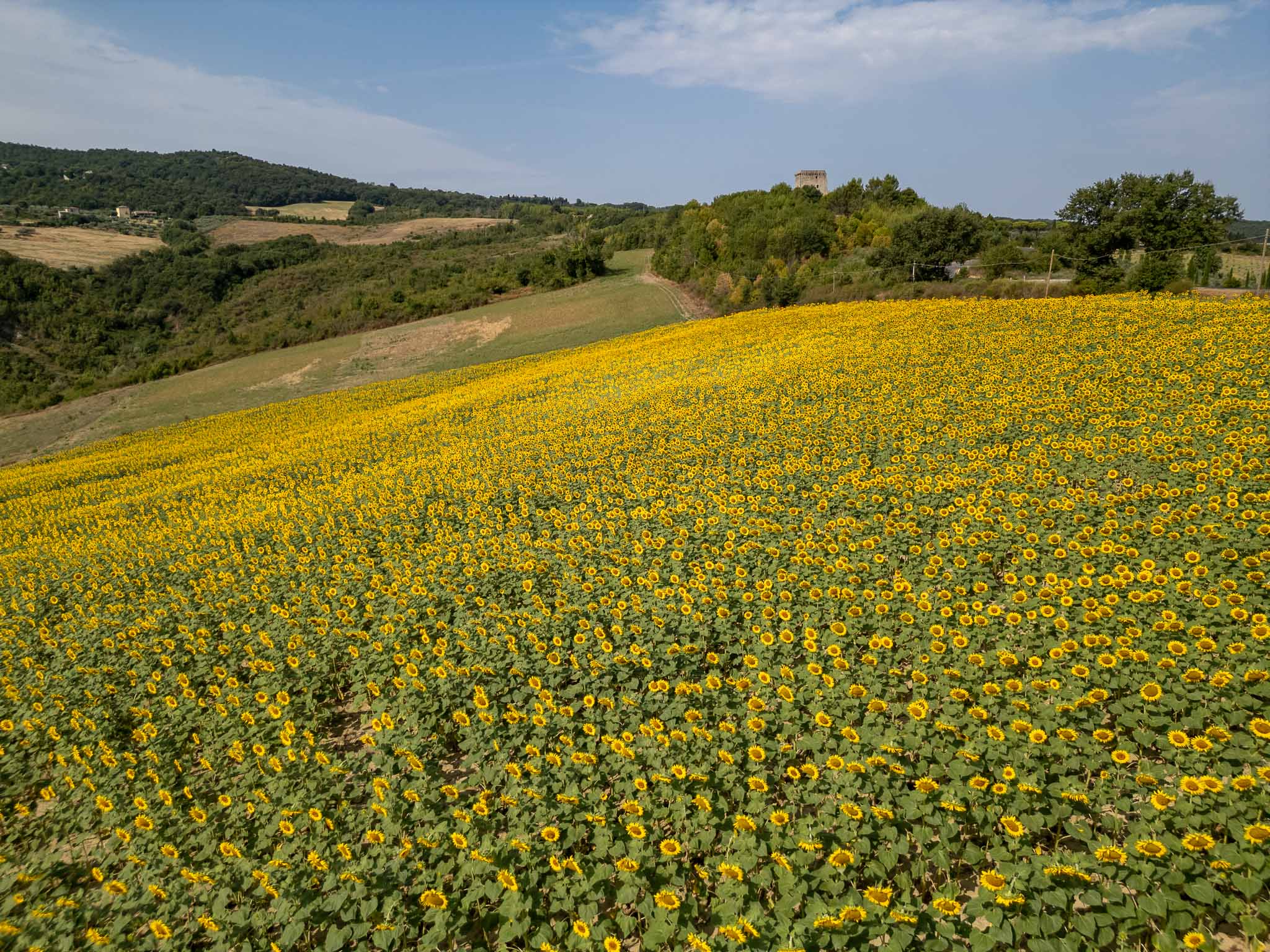 DJI_0156- Website